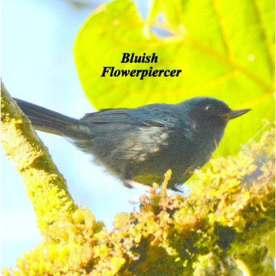 Bluish Flowerpiercer